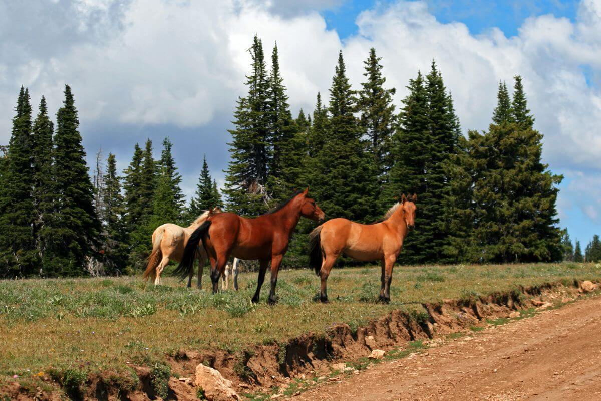 Three Pryor Mountain Mustangs beside a dirt road in a Montana mountain landscape.