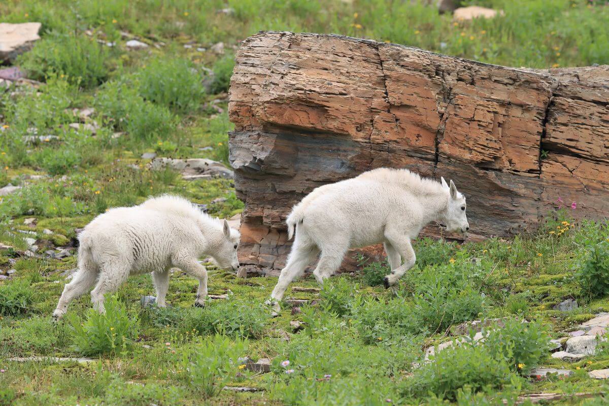 Two young Montana mountain goats with white fur are grazing near a large, weathered log in a green, grassy field dotted with small flowers.