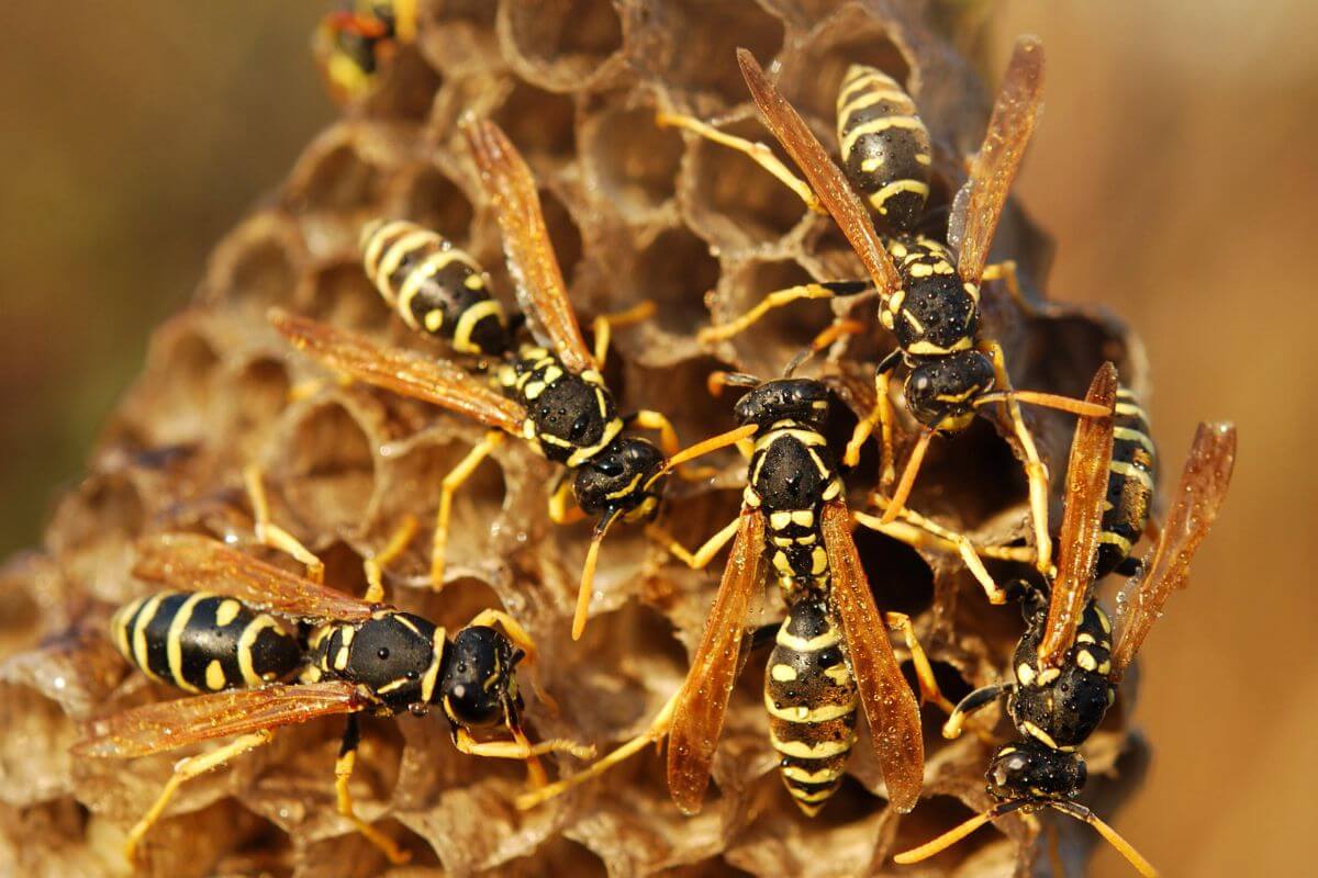 Wasps in a honeycomb