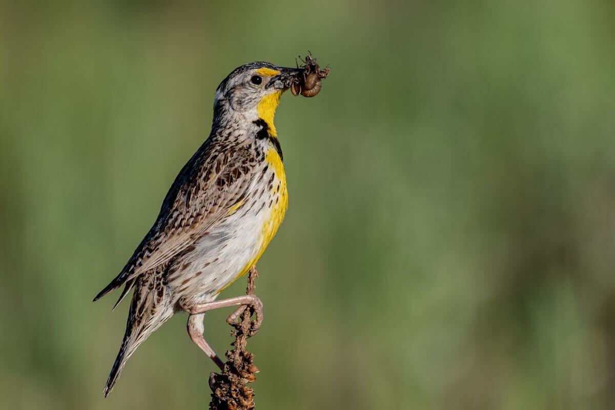 Montana State Bird Eating an Insect