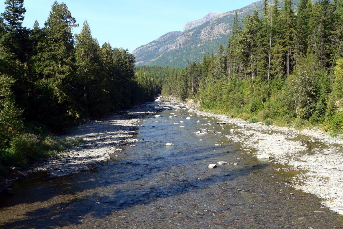 A shallow river flows through rocky terrain in a Montana forest