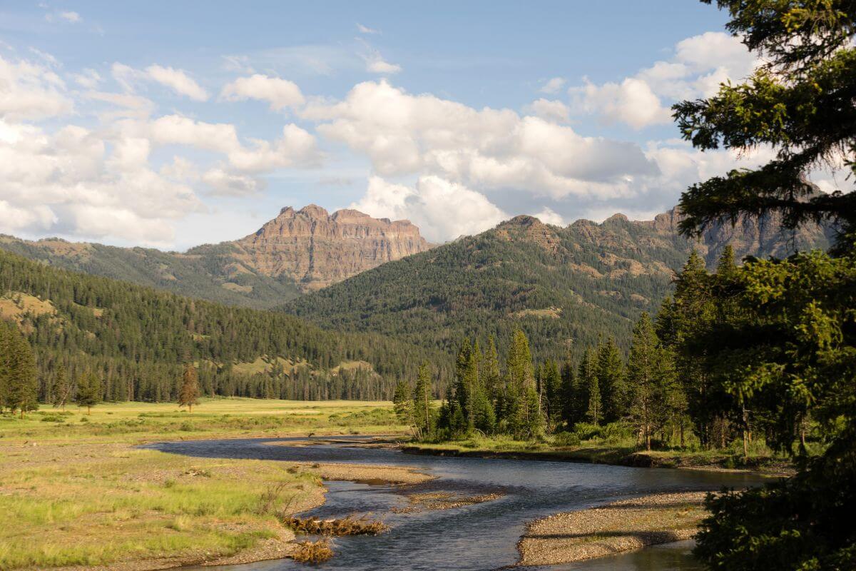 Yellowstone River in Montana runs a grassy field with mountains in the background.