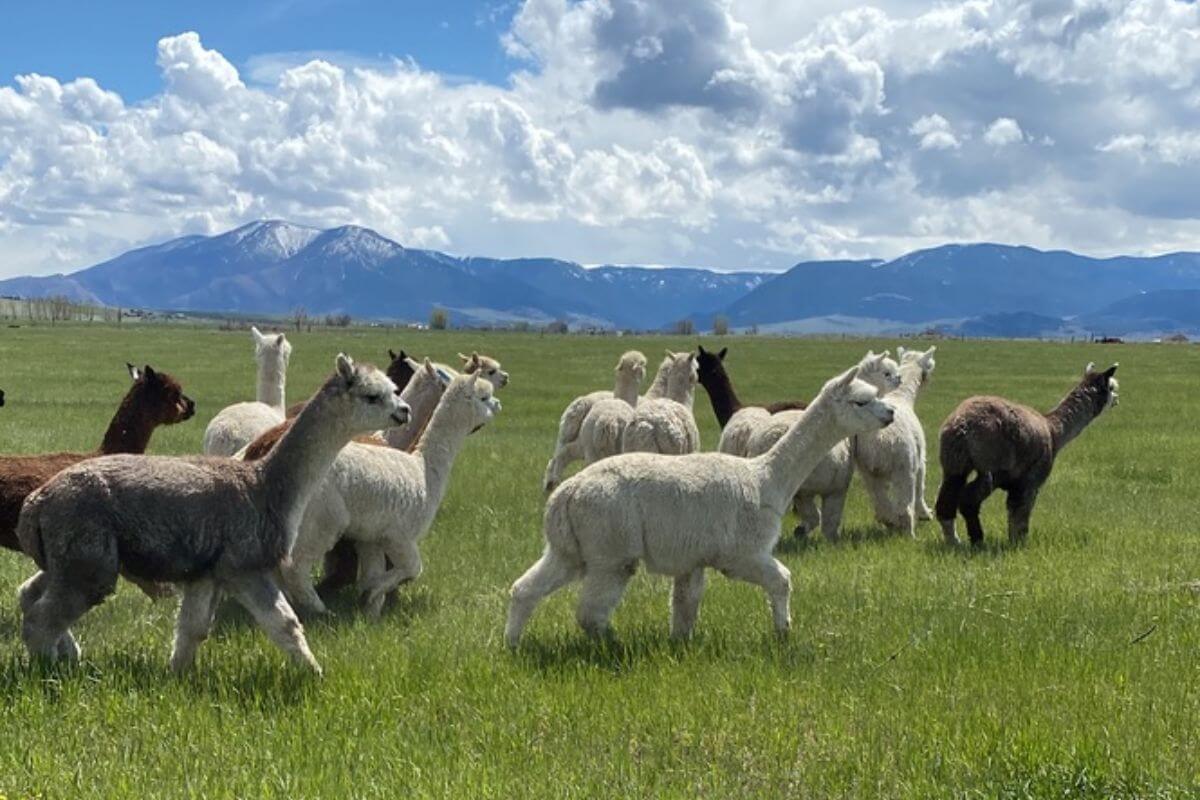 A herd of Montana alpacas grazing on a lush green field at AlpacaLand Montana, an alpaca farm.