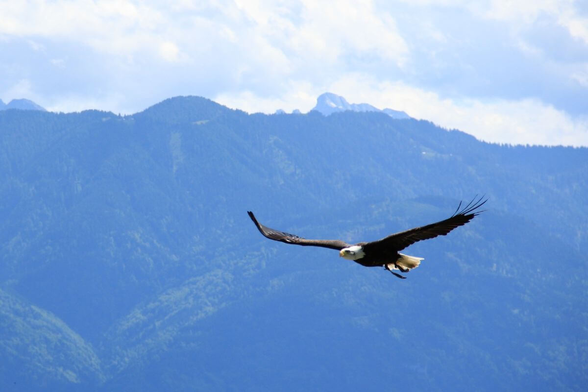 A bald eagle flies over Montana's plains with lush green mountains and a blue sky in the background.