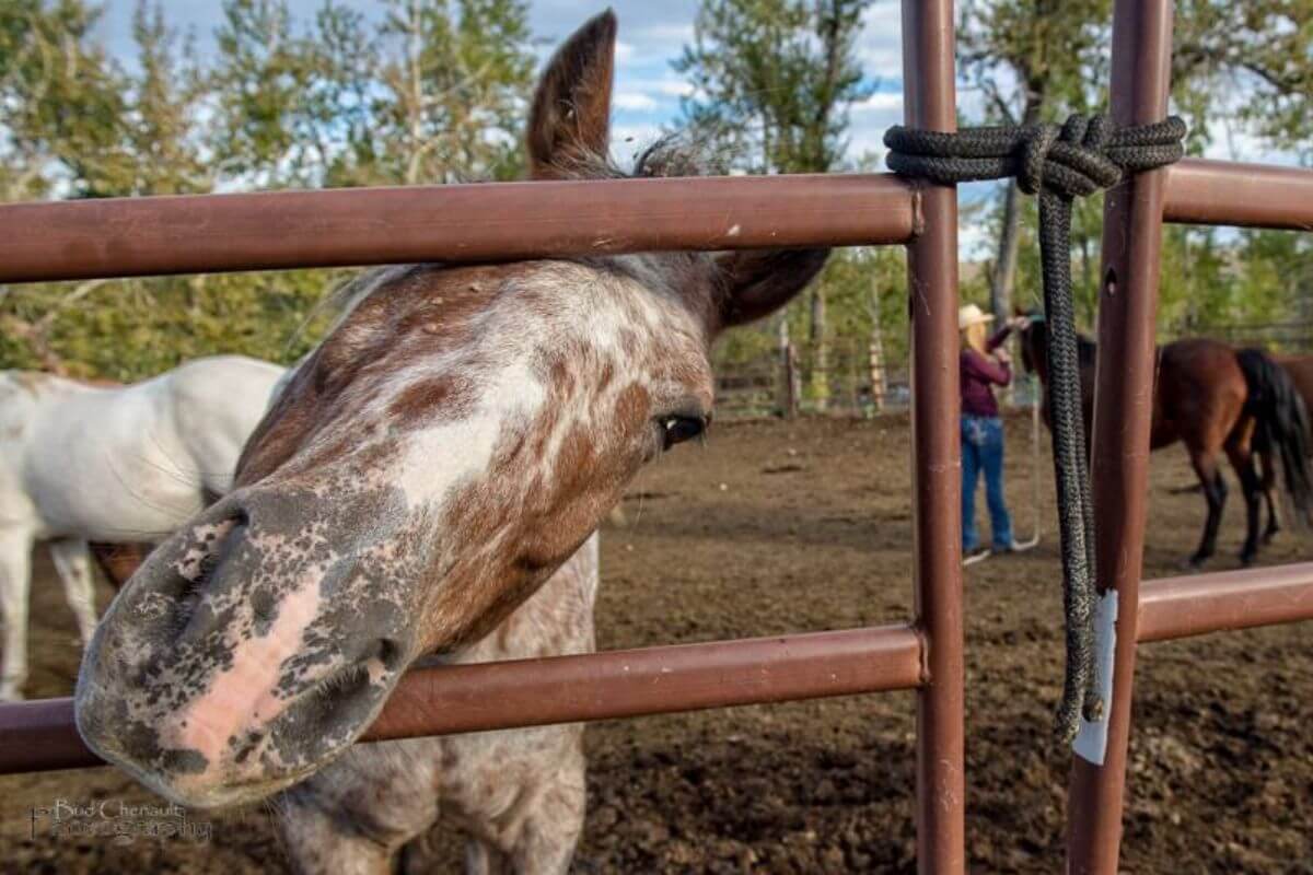 A close-up of a spotted horse nuzzling a metal fence in Barron Ranch. In the background, a person in a cowboy hat tends to another horse.