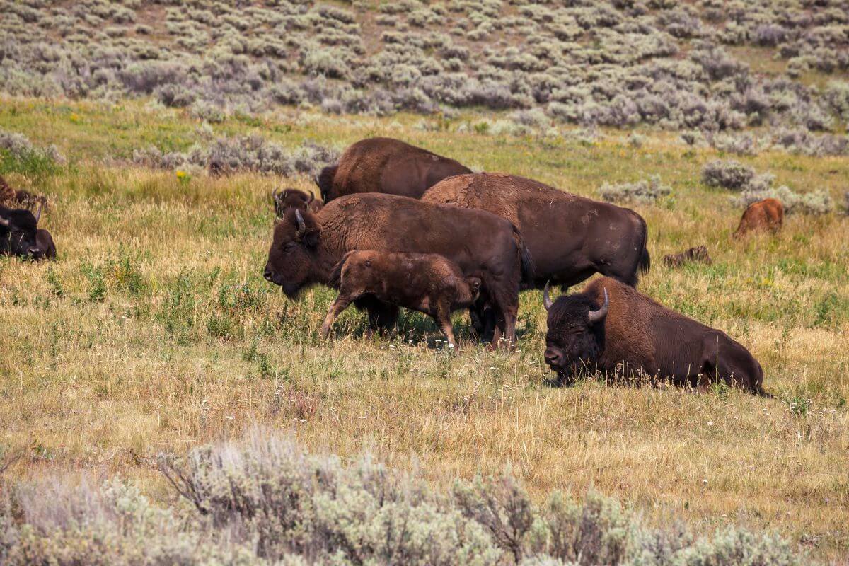 A herd of bison grazing in a grassy field in Glacier National Park, one of the best places to watch Montana wildlife.