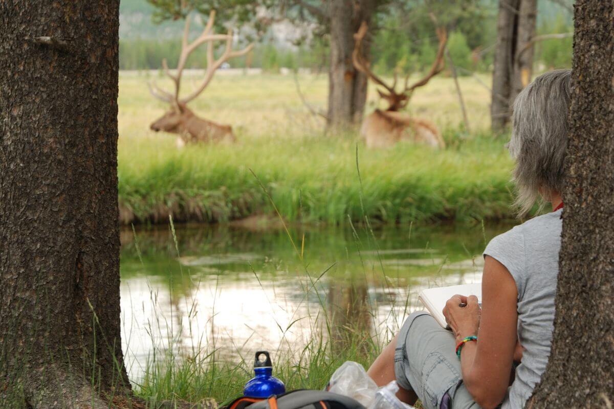 A woman sitting between two trees, sketching in a notebook, looking over at two resting Montana elk across a small stream.
