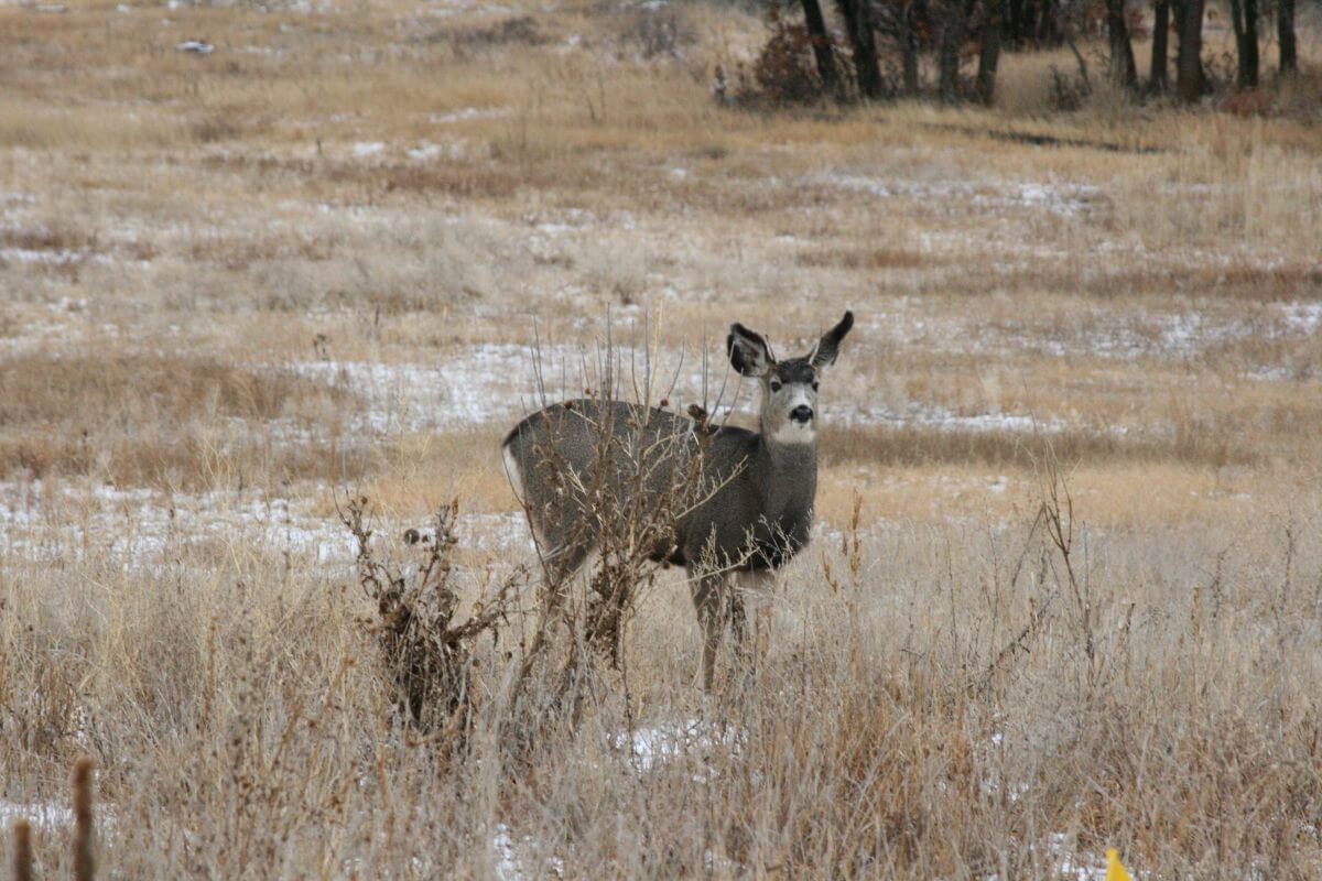 A mule deer stands in a sparse, snowy field in Montana during hunting season.