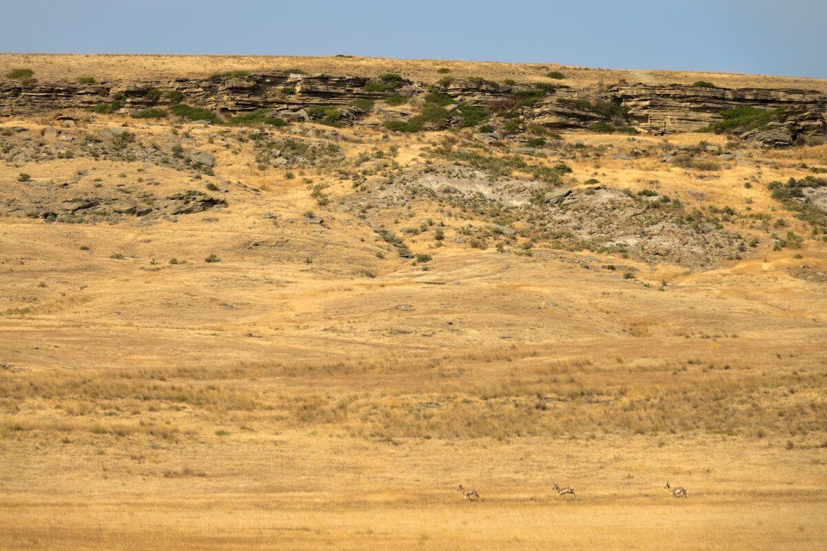 Three antelope running on a hill in Montana.
