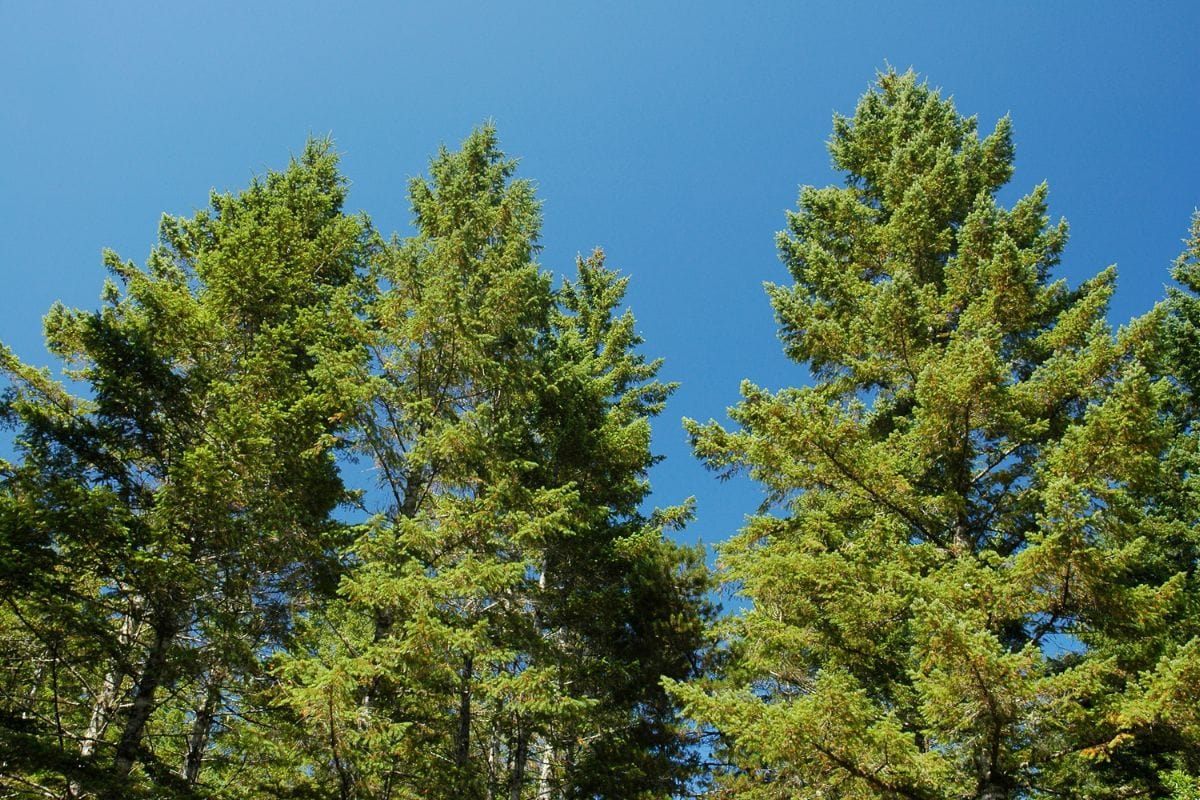 A cluster of Douglas-fir trees against a blue sky in Montana. 