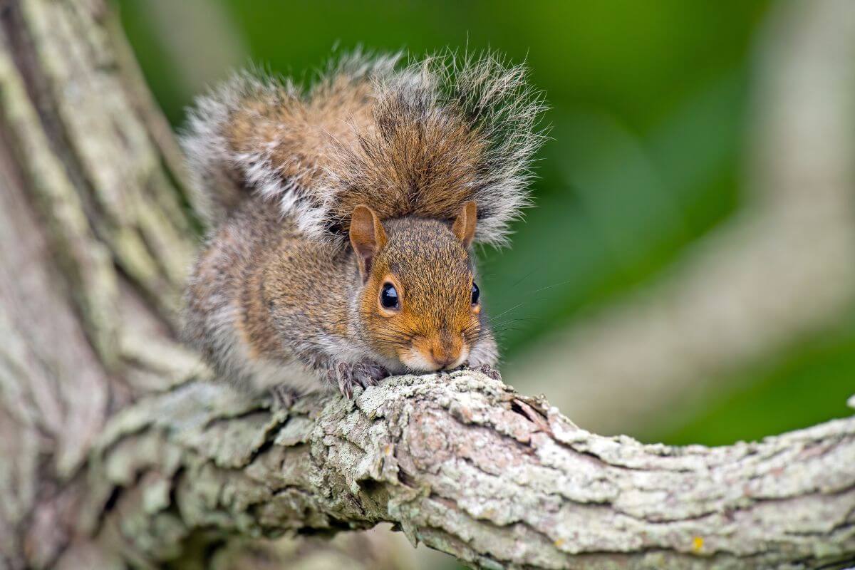 A Montana Eastern gray squirrel with a bushy tail sits on a mossy tree branch.