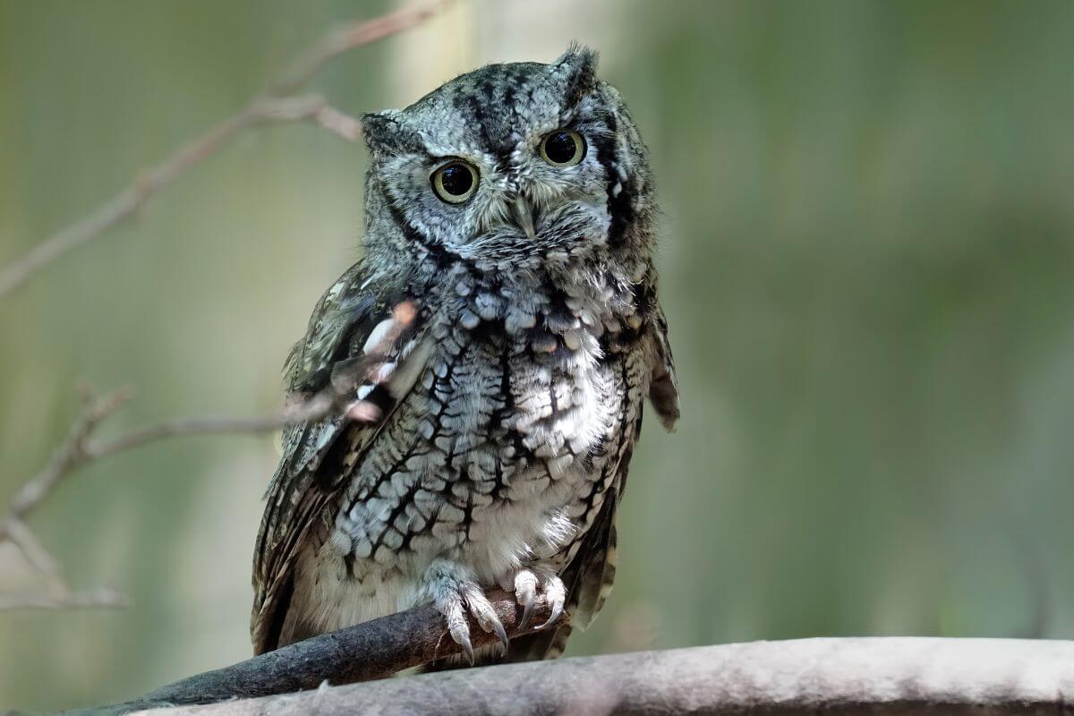 An Eastern Screech Owl perched on a branch in a wooded area.