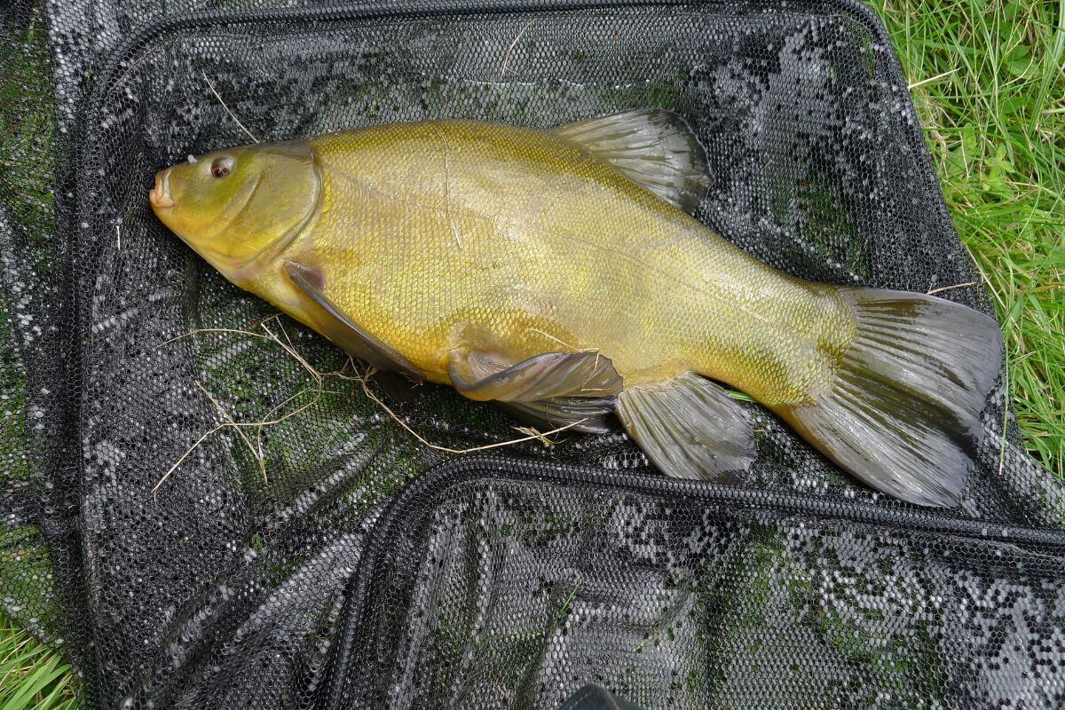 A large, yellow-green tench fish, one of the Montana invasive species, laying on a black mesh net on a grassy surface.