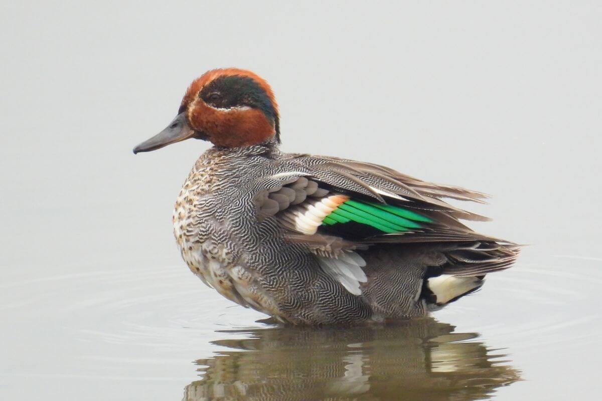 A green-winged teal standing in shallow water, featuring vibrant green wing patches among Montana ducks.