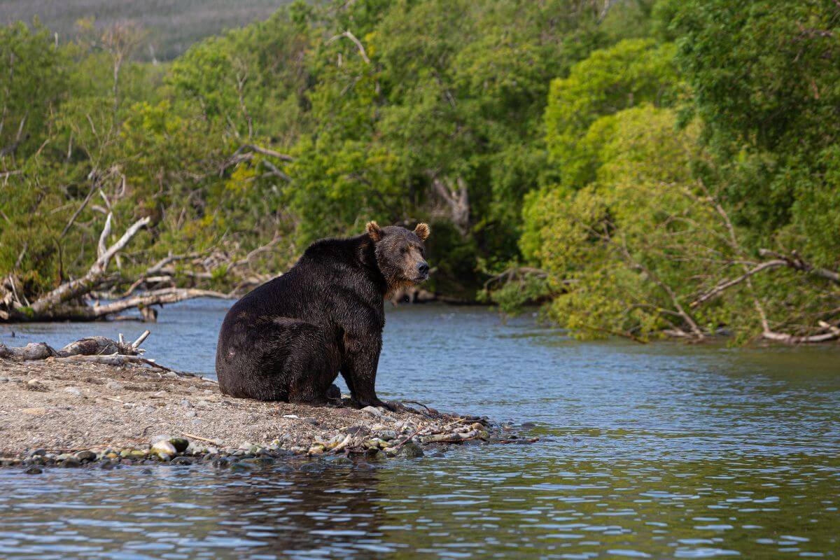 A black bear sitting on a rocky riverbank is alerted to a hunter's presence during a DIY Montana spring bear hunt.