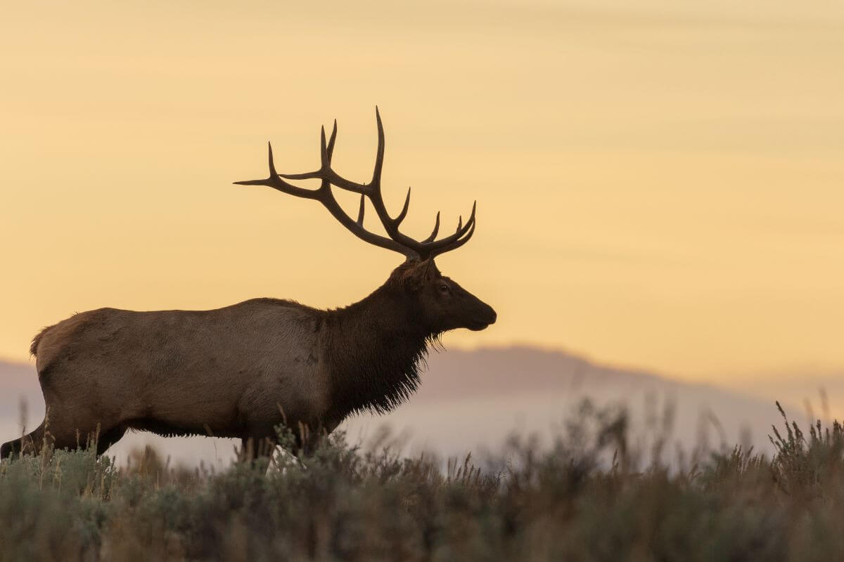 A bull elk with antlers pictured walking across a grassy field in Montana during sundown.