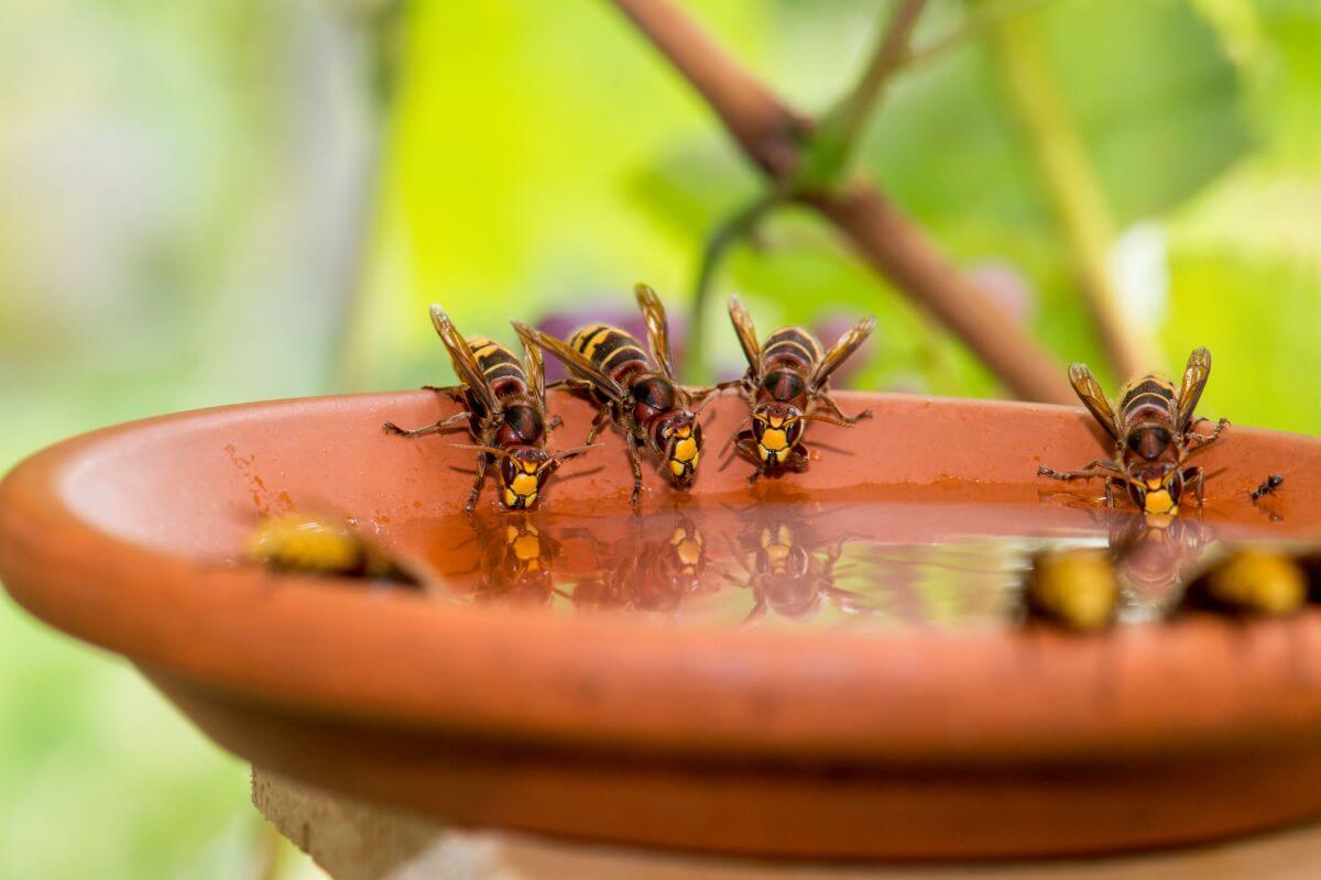 Hornets drinking from a bowl in Montana.