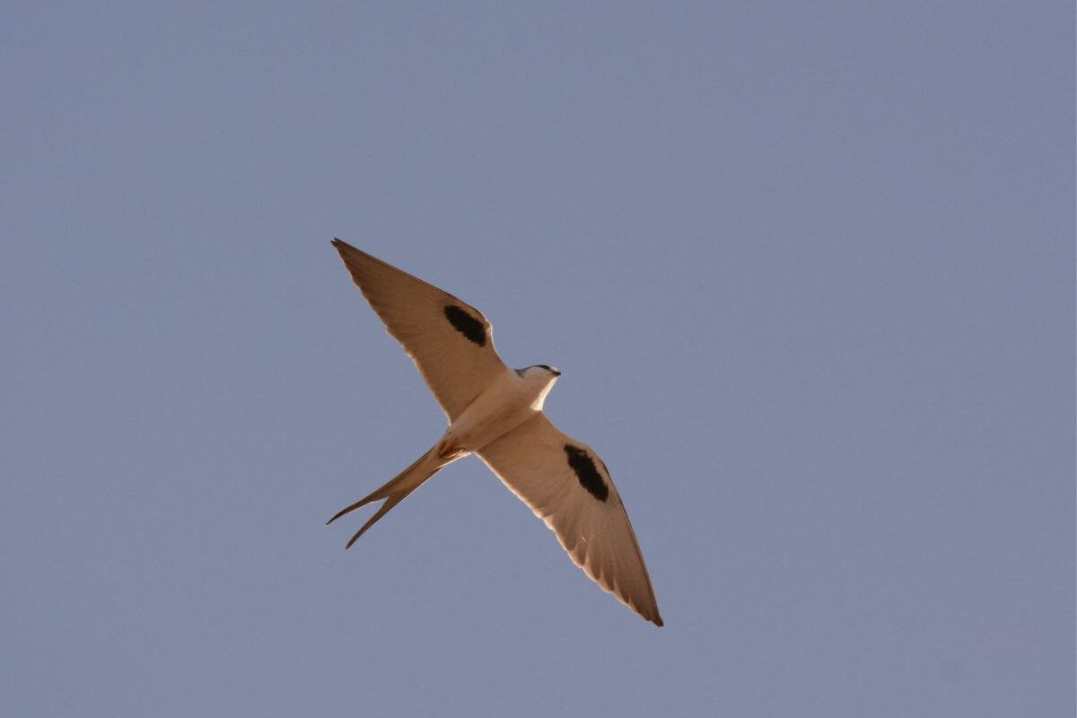 A bird gliding against a clear sky during Montana birding tours with Montana Bird Advocacy.