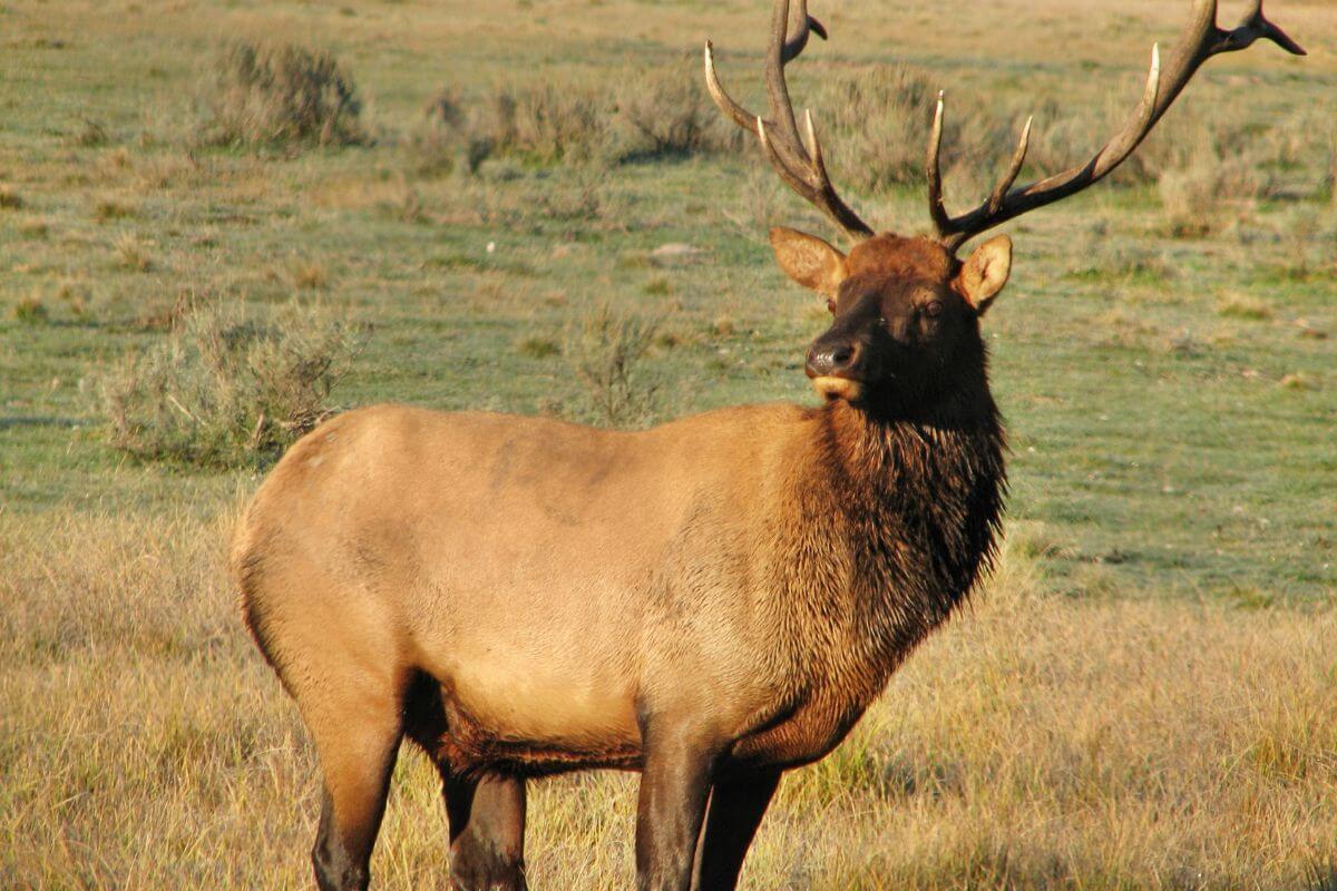 A bull elk spotted in a grassy field during elk hunting season in Montana