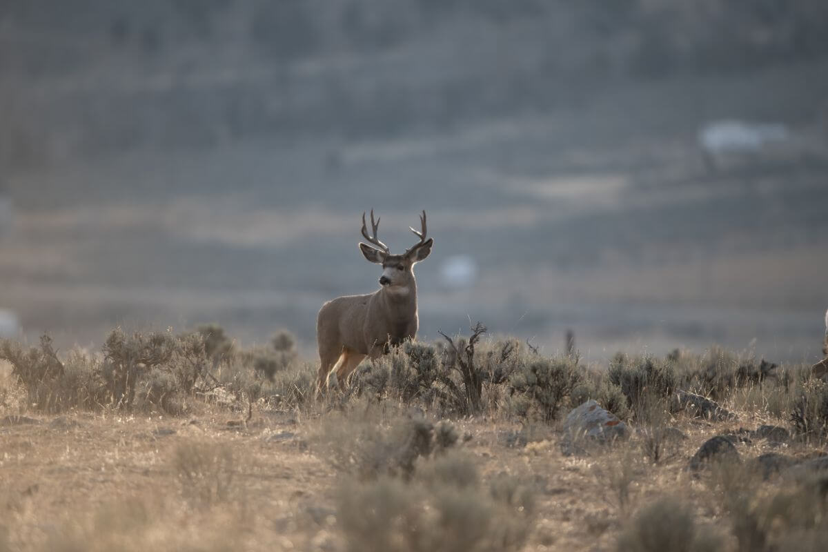 A solitary mule deer buck stands alerted to the presence of people nearby.