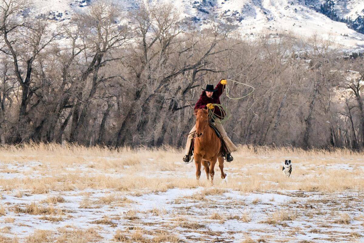 Cowboy in a Galloping Horse with Border Collie