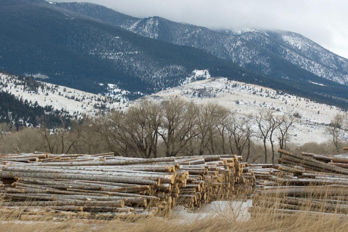 A pile of logs in the snow with mountains in Montana.