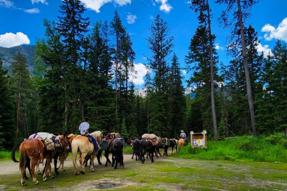 A group of horses carrying packs, led by a hunter from a Montana mountain goat outfitter, ready for hunting.