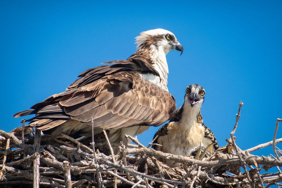 Two Montana ospreys in a nest against a clear blue sky.