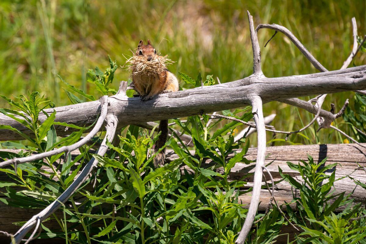 A squirrel, with nesting materials gathered in its mouth, perches on a dead tree branch in Montana.