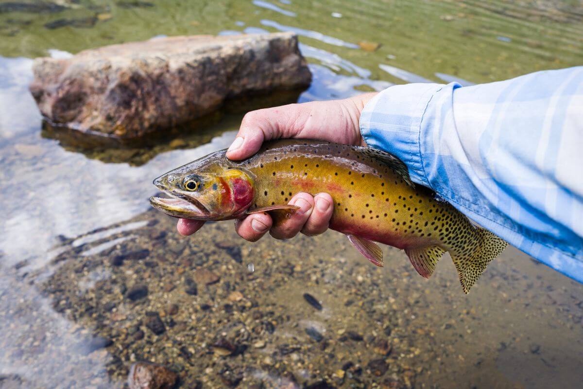 Man Holding a Small Blackspotted Cutthroat Trout in Lake