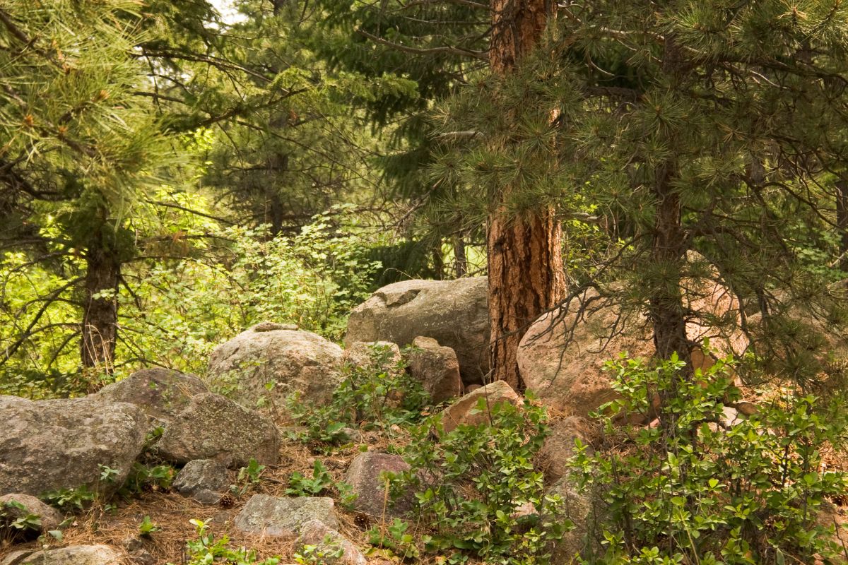 The Montana Ponderosa Trees With Boulders