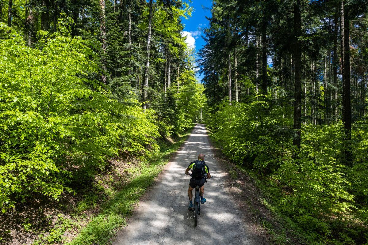 A cyclist riding along a forest path during a Montana tour.