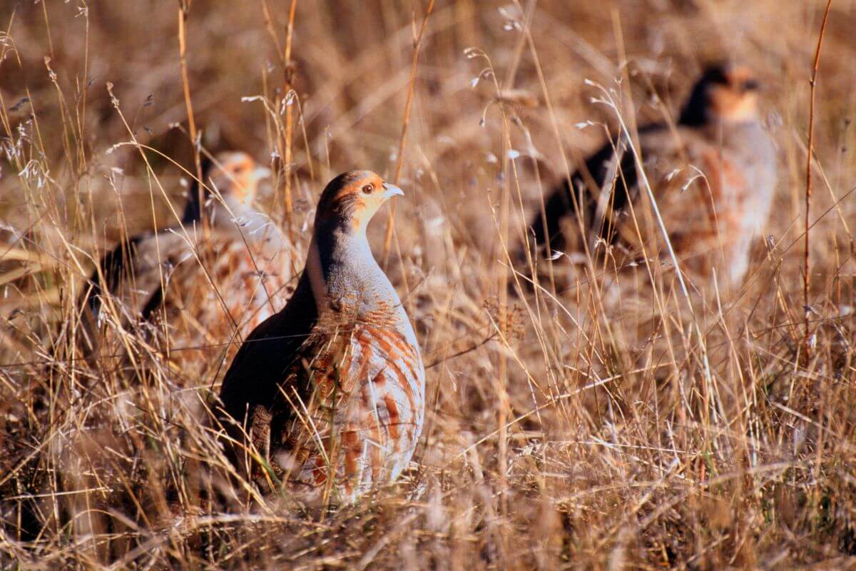 Gray partridges spotted in a field of dry grass during Montana upland bird hunting season.