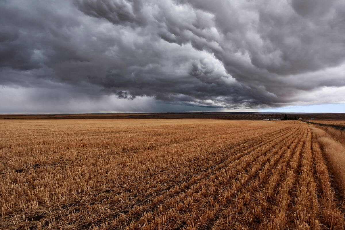 Brewing Thunderstorm Over a Field of Wheat