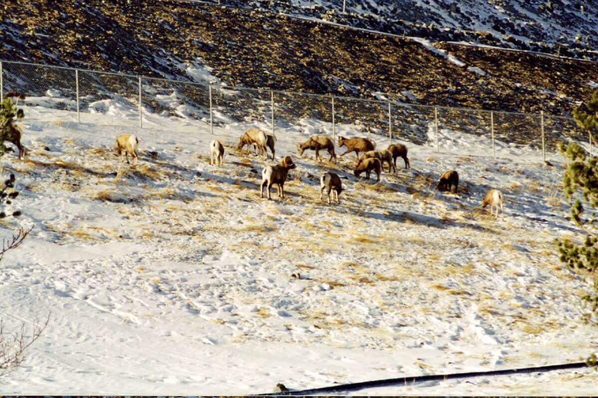 A group of bighorn sheep, common Montana winter animals, graze on a snow-covered hillside near a wire fence.