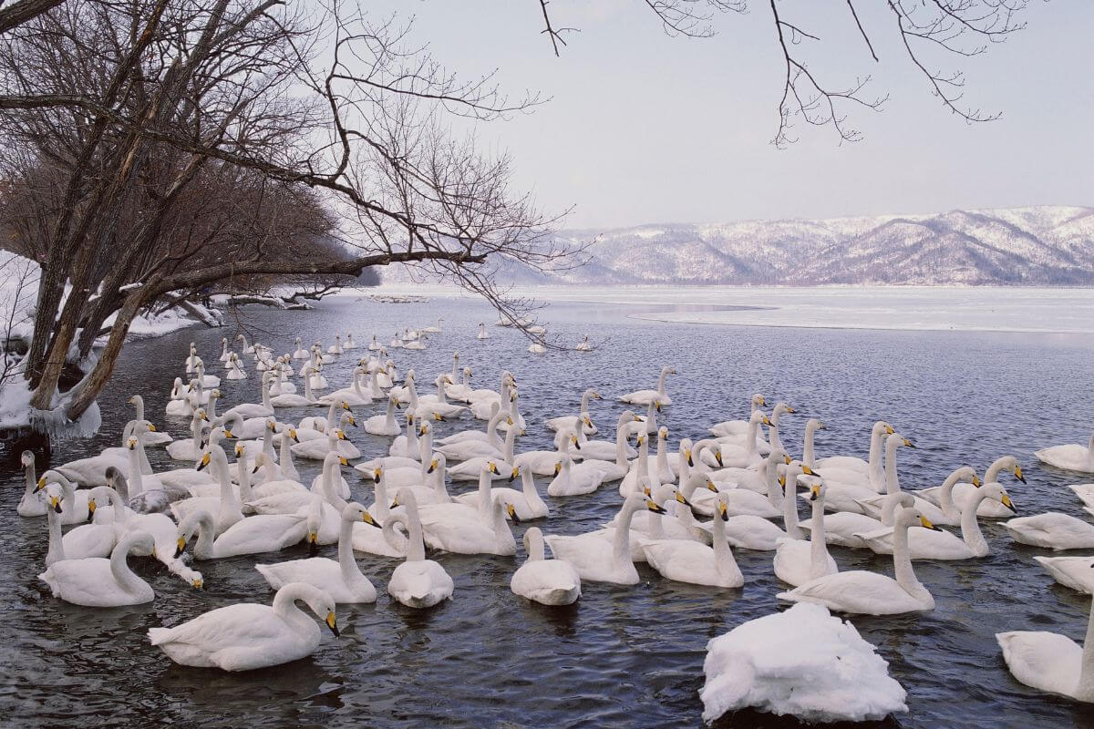 A large flock of white swans floats on the calm waters of a partially frozen lake in Montana.