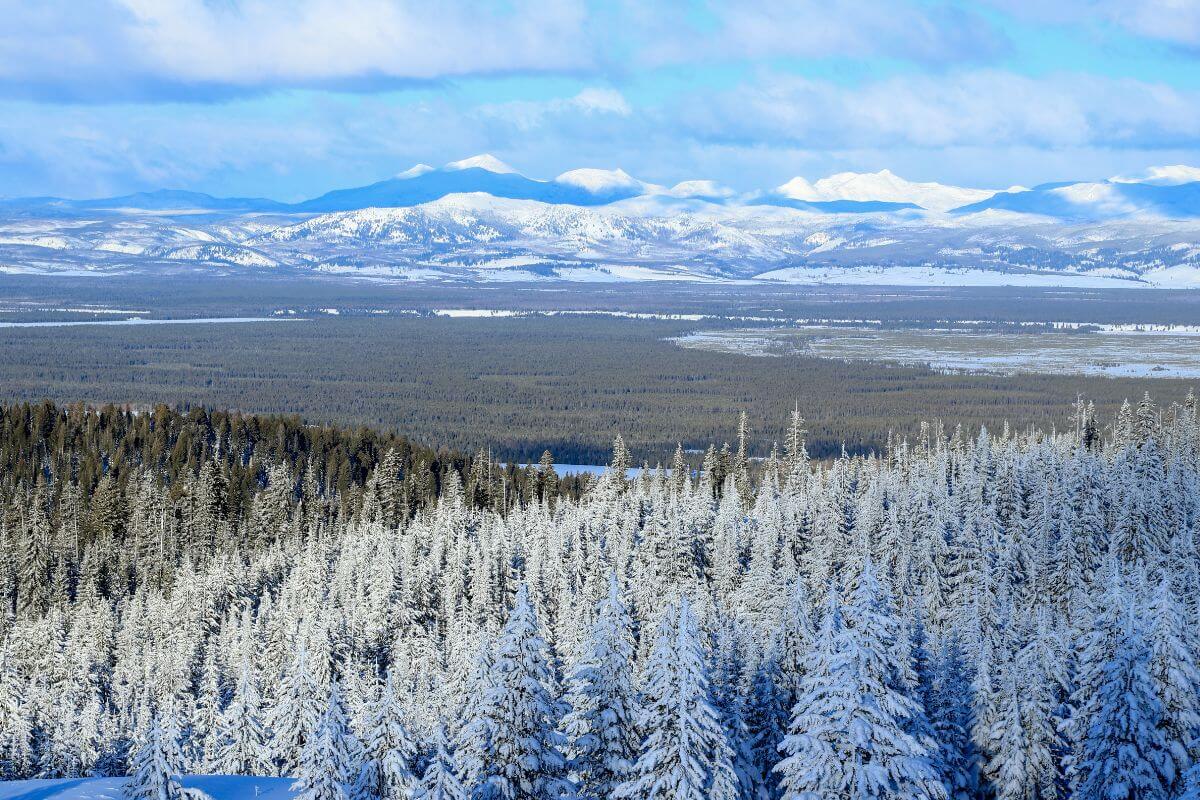 A snowy forest landscape in Montana with mountain backdrop.