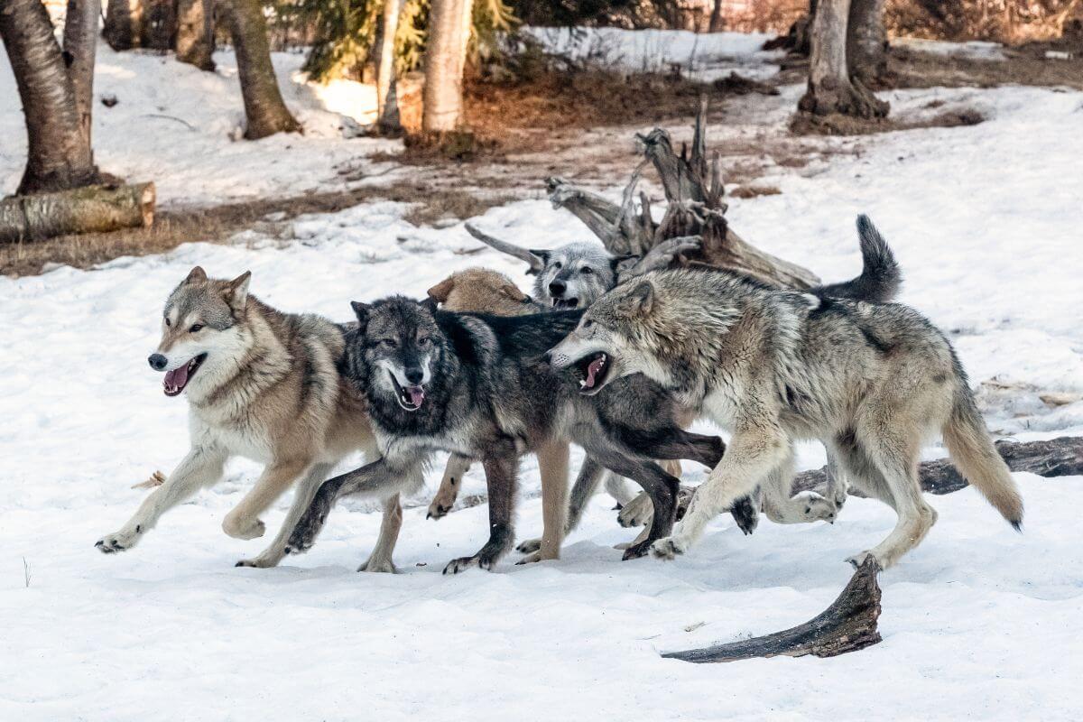 A pack of wolves playfully interact while running on snowy terrain in Montana.