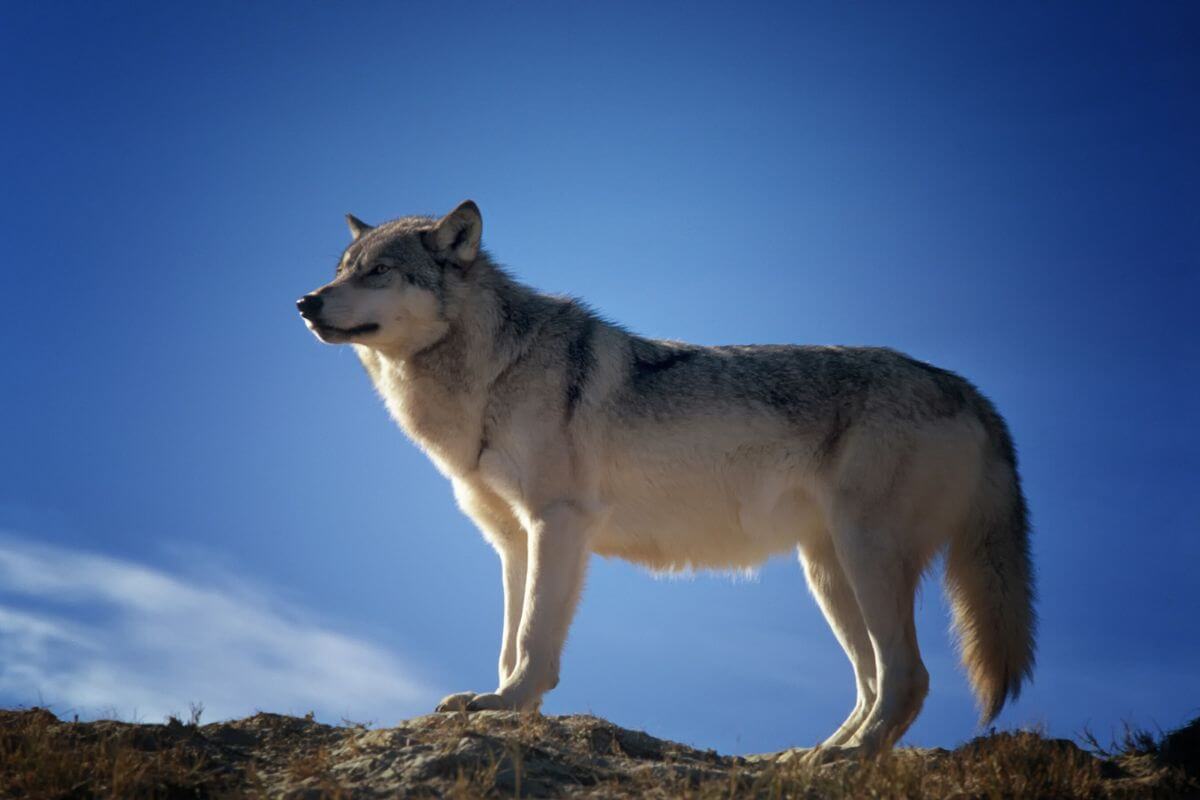 Gray Wolf in Montana