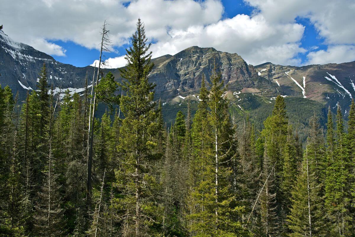 A forest in Montana with a mountain in the background.