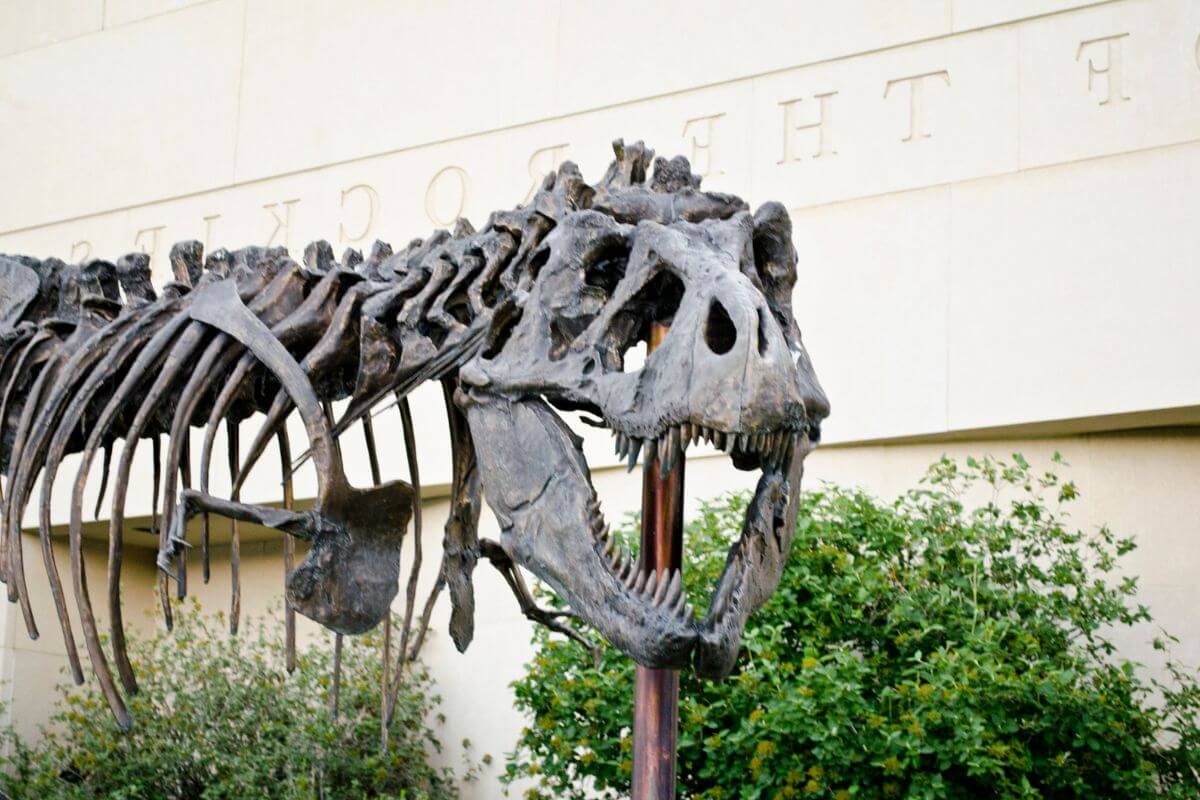 A t-rex skeleton in front of a building in Billings, Montana.