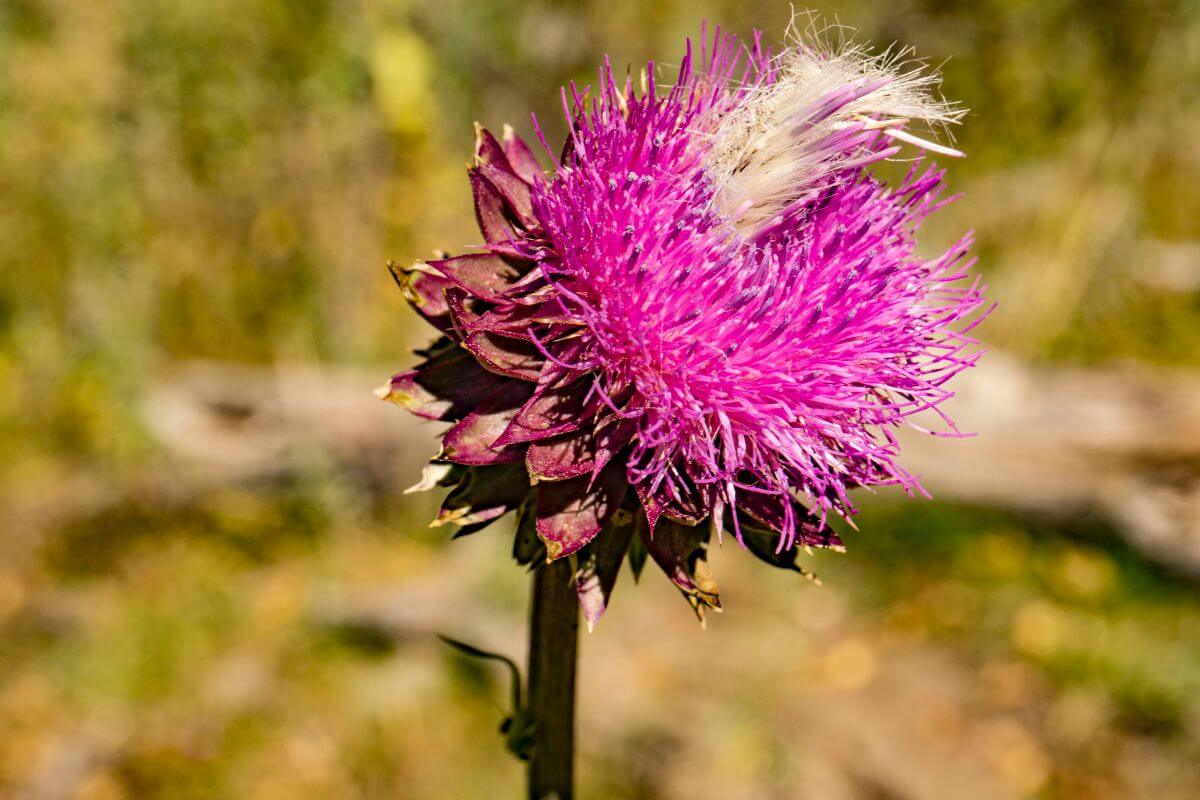 A pink Montana thistle flower in a field.