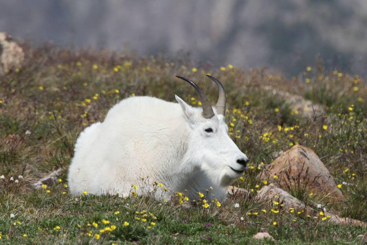 A mountain goat lounges in a field of flowers during a Montana nature tour with Natural Habitat Adventures.