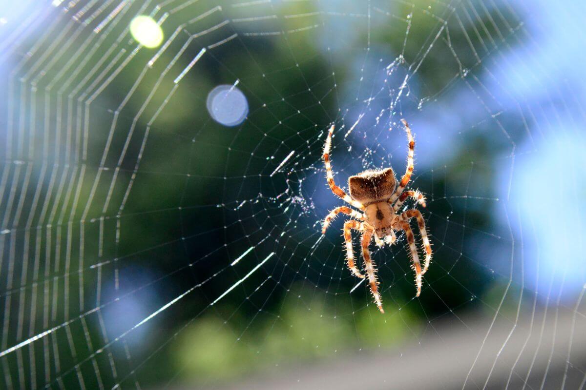 A brown orb-weaver Montana spider centered in a detailed web.