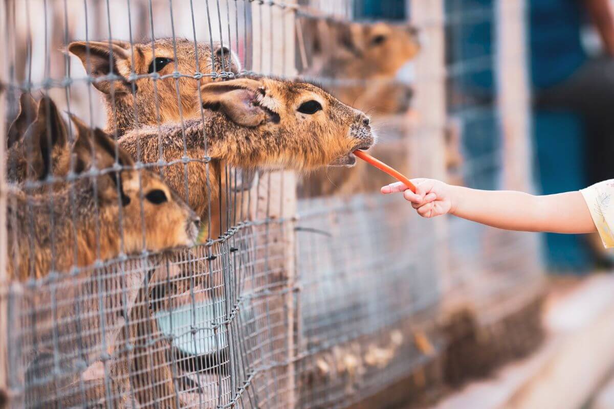 A child feeding a hare at a zoo in Montana