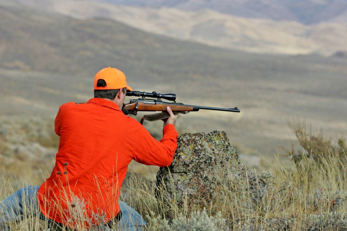 A hunter in an orange jacket and cap kneels behind a rock, aiming a rifle at a Montana bighorn sheep.