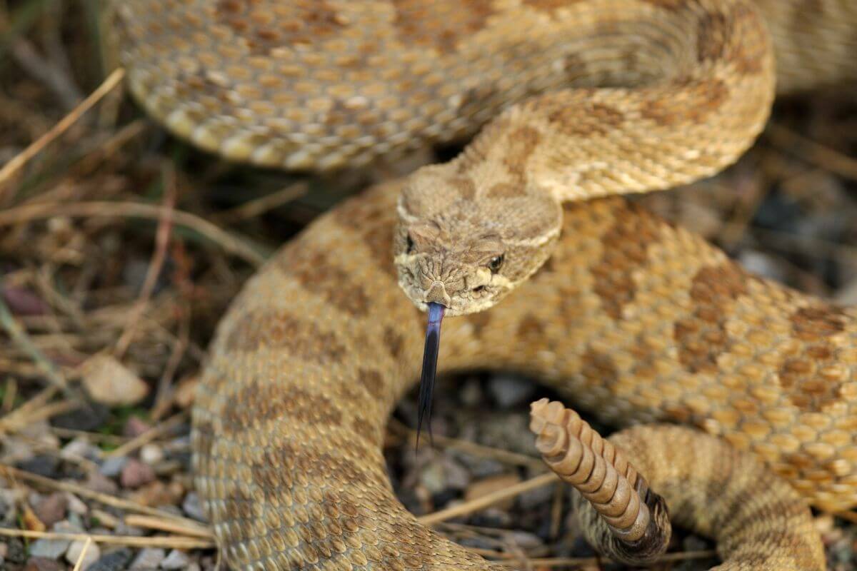 A coiled Prairie Rattlesnake, the only Montana rattlesnake species, with its tongue flicking out.