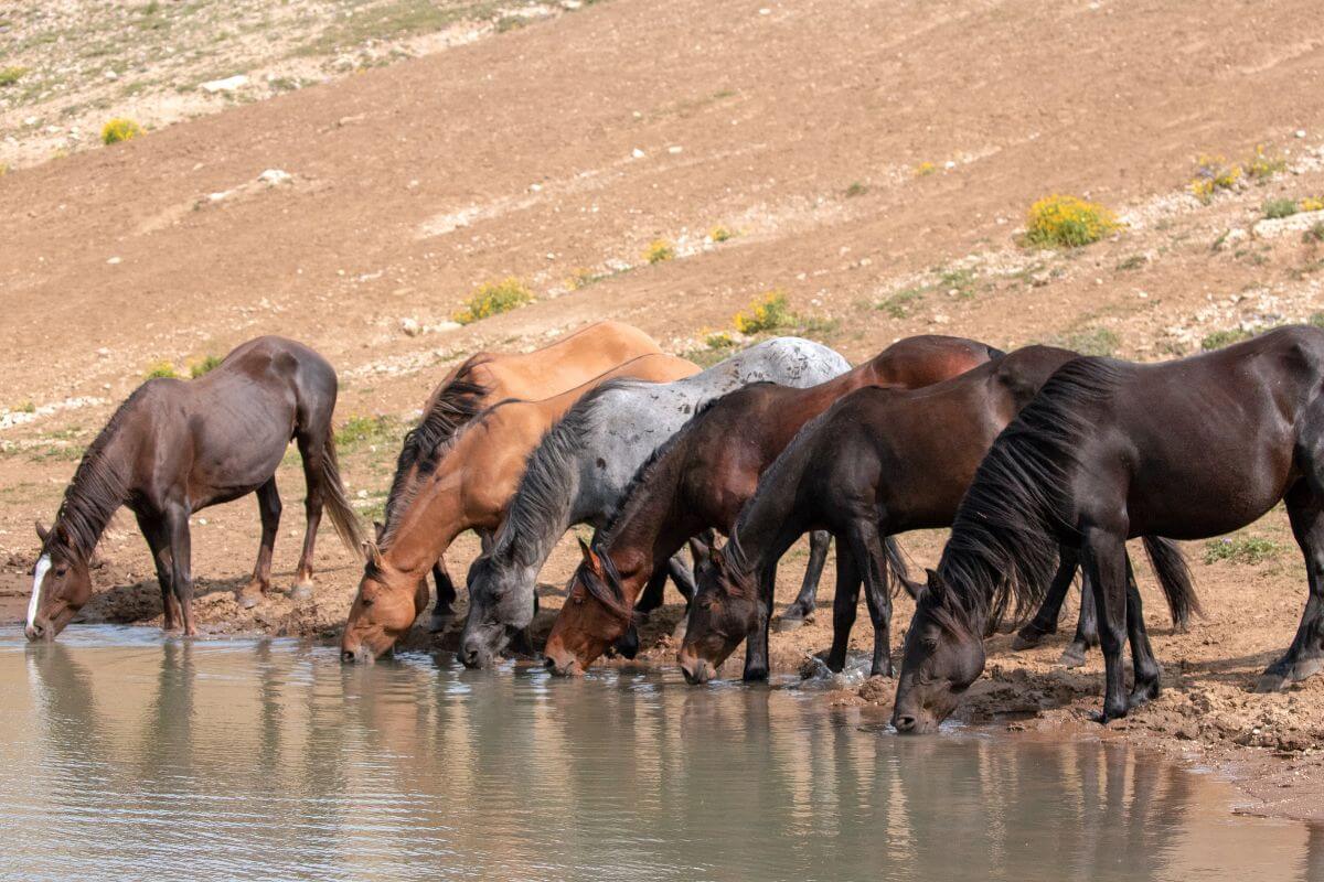 A group of wild Pryor Mountain Mustangs in various colors drinking water from a small pond in Pryor Mountains Wild Horse Range, Montana.