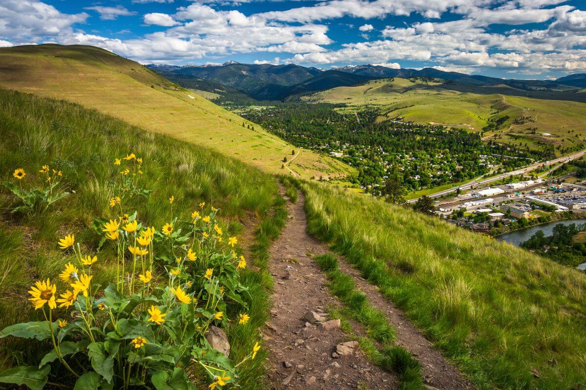 A trail with sunflowers in Montana.