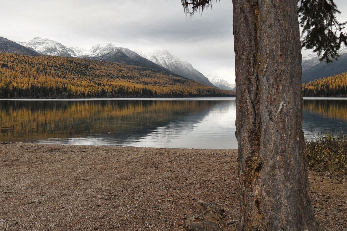 Bowman Lake reflects trees and autumn colors in its water, with snowy mountains in the distance under a cloudy sky